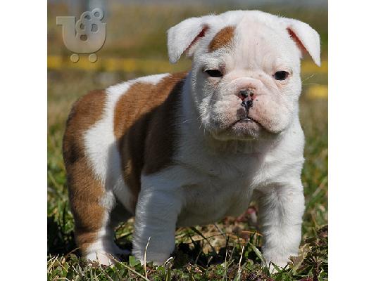 Αρσενικό και θηλυκό αγγλικά bulldogs Μπουλντόγκ